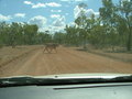 #10: Brahman playing 'chicken' on the Mt Surprise road
