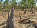 #9: Termite mounds on the road in