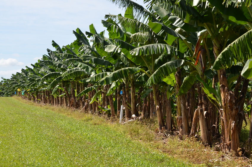 If only the crop was banana's, we could have had those perfect zeros