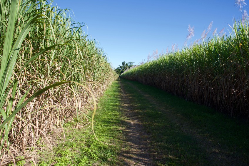 View South (along the farm path)