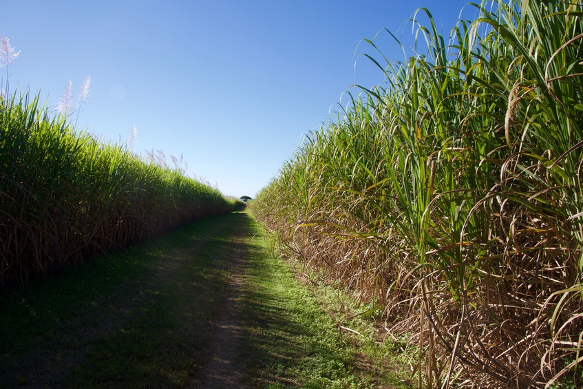 View North (along the farm path)