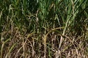 #4: The confluence point lies 13 m inside this sugar cane crop. (This is also a view to the East)