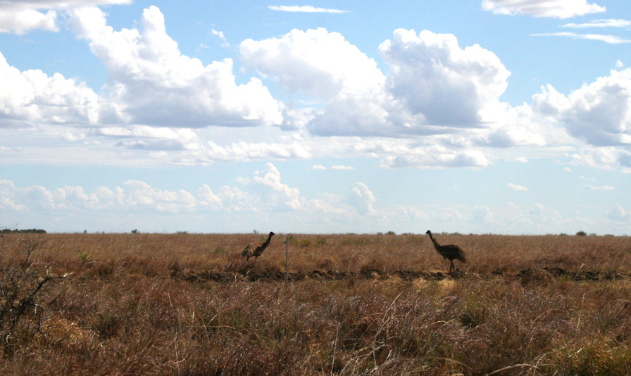 Emus