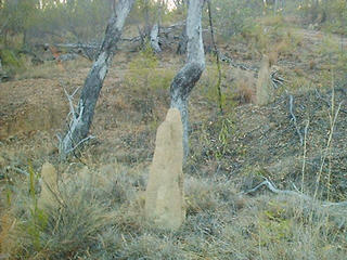 #1: Looking southwest from the confluence at an anthill.