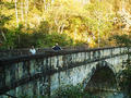 #6: The bridge over Little Crystal Creek.