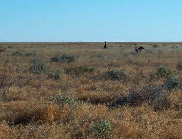 A few of the many red kangaroos that live here.