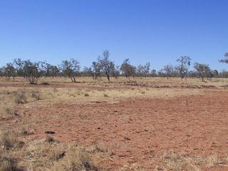 #1: View of the CP, about 10m in front of the tree