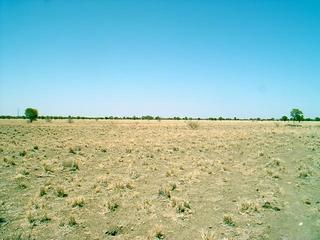 #1: View west. Mother and joey kangaroo are jumping away in the right of picture.