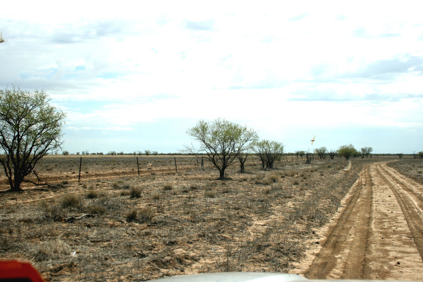 Track on way out with locusts