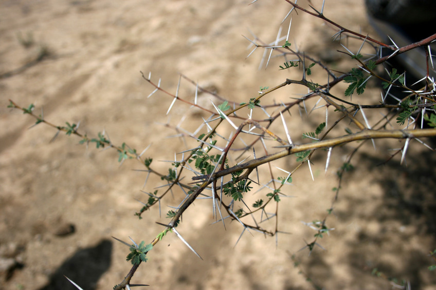 Prickle bush