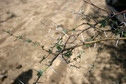 #9: Prickle bush