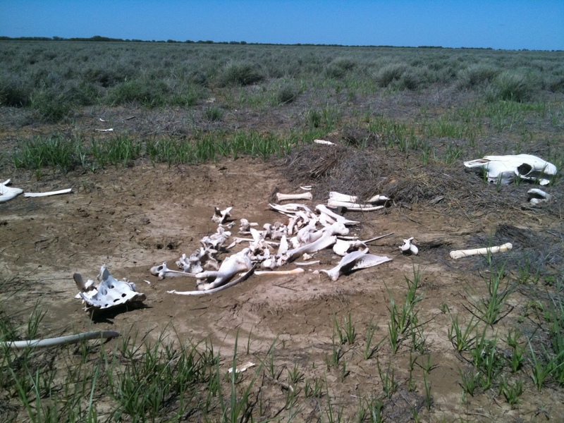 Cow skeleton a few meters from the point