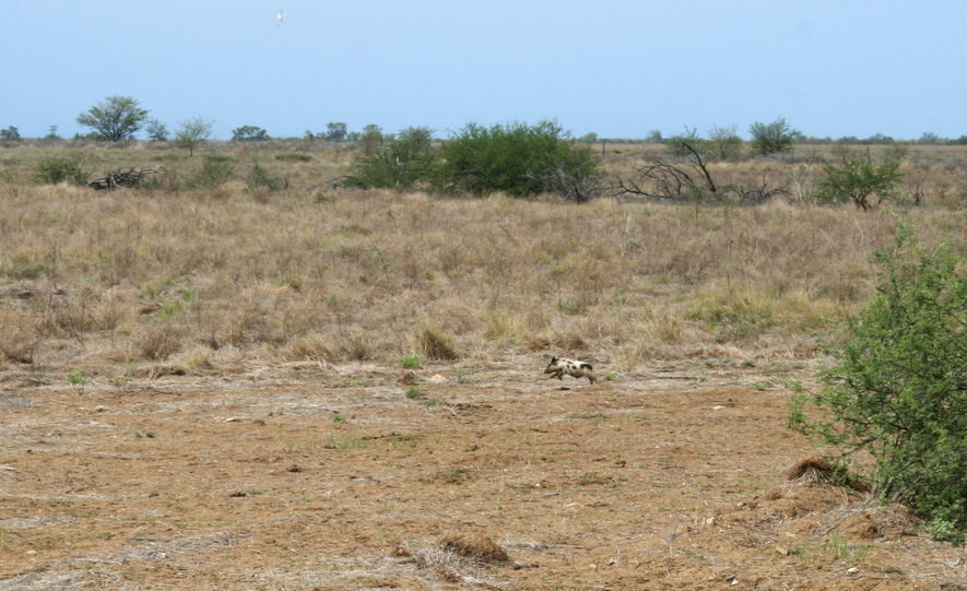 Wild piglet running for cover