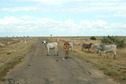 #9: Cattle on the Richmond Winton Road