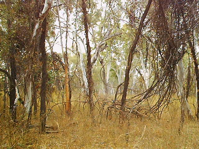From the confluence looking east