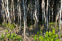 #2: Mangroves up close.