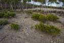#5: The confluence point lies in this bare patch of ground, just in front of a thick patch of mangroves