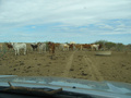 #11: Cattle by water trough