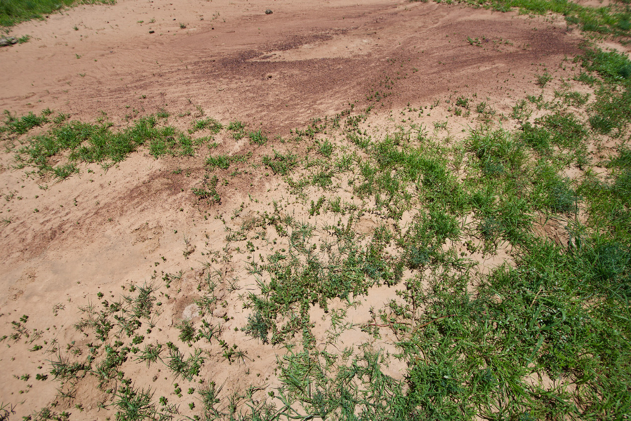 Ground cover at the confluence point