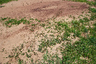 #5: Ground cover at the confluence point