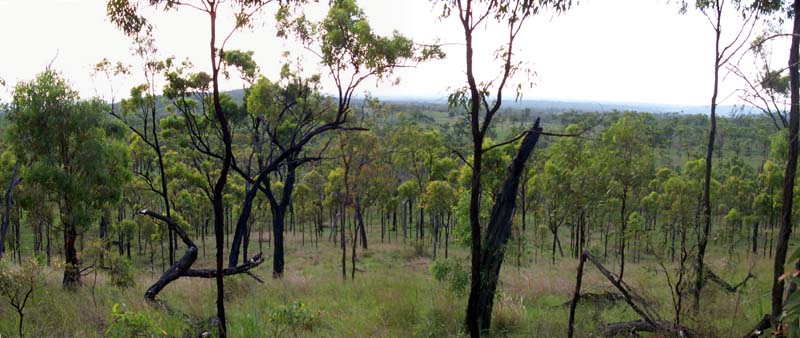 View from the confluence back toward the road