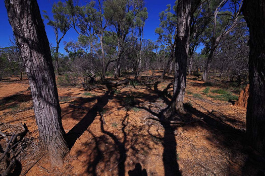 #1: General Area looking at the confluence from 100 metres away