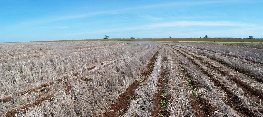 New sunflower crop emerging