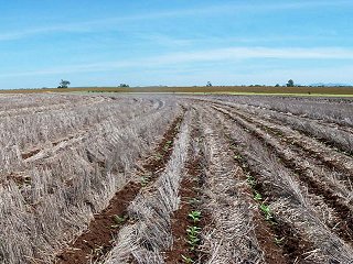 #1: New sunflower crop emerging