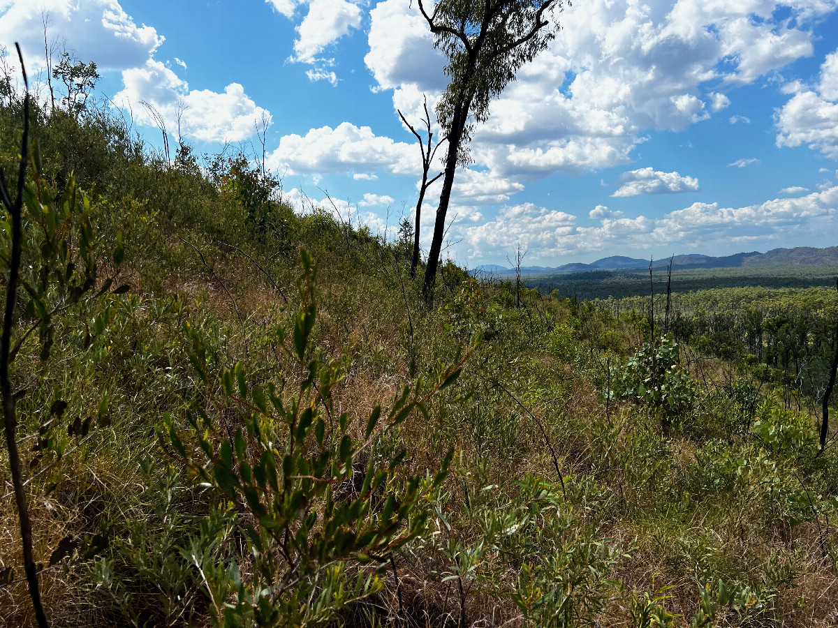 The confluence point lies on an East-facing slope.  (This is also a view to the North, along the slope.)