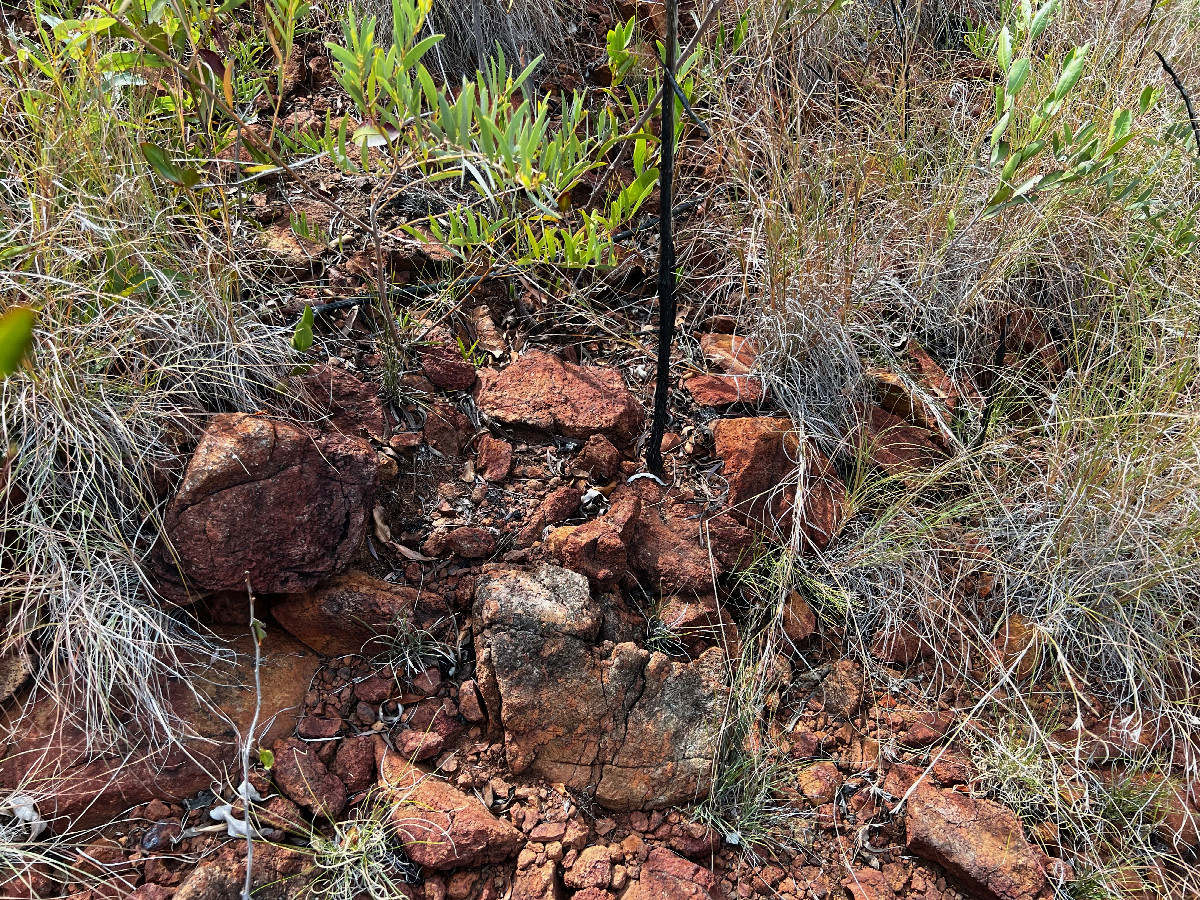 Ground cover at the confluence point