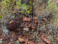 #5: Ground cover at the confluence point