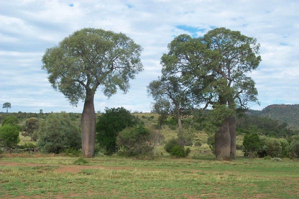 Bottle trees on the property