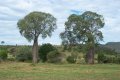 #2: Bottle trees on the property