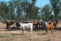 #3: Some of the cattle in the yards