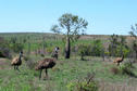 #6: Emus