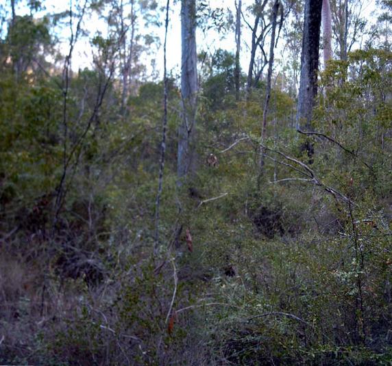 Underbrush near the confluence