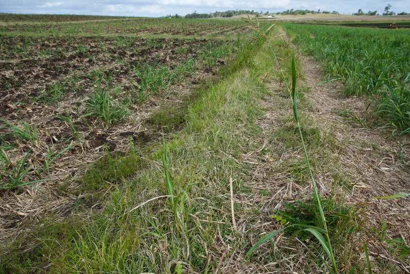 The confluence point lies in this gap between two sugar cane fields