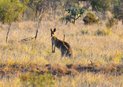 #7: One of the locals