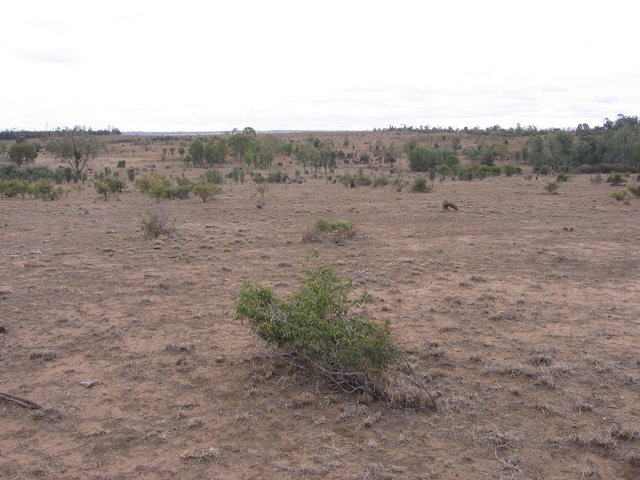 The confluence is just on this side of the bush in the centre of the photo.