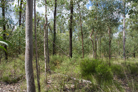 #1: The confluence point lies in bushland, just off an old road cut.  (This is also a view to the East.)