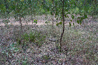 #5: Ground cover at the confluence point
