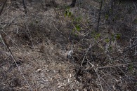 #5: Ground cover at the confluence point