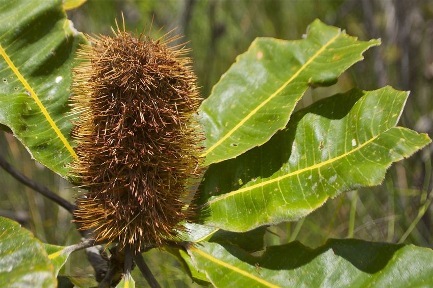 One of the many Bottlebrush/Banksia flowers near the confluence point