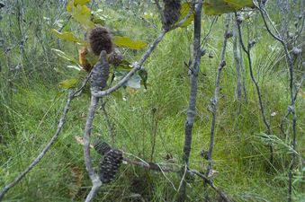 #1: The confluence point lies in thick bush, 150 meters from the nearest road