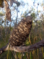 #9: Banksia