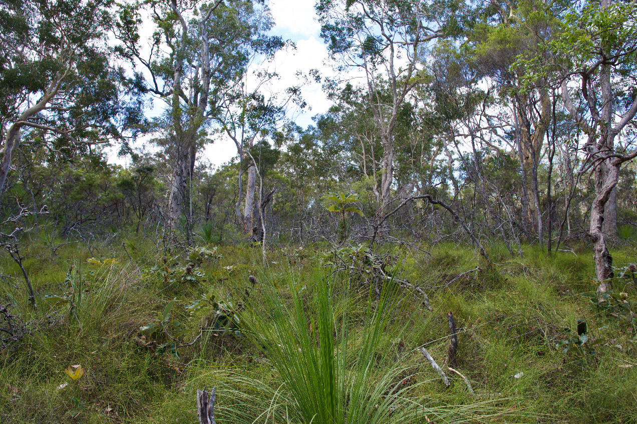 The confluence point lies in bush, 150m from the nearest road.  (This is also a view to the North.)