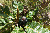 #12: Interesting flowers growing near the point