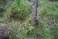 #5: Ground cover at the confluence point