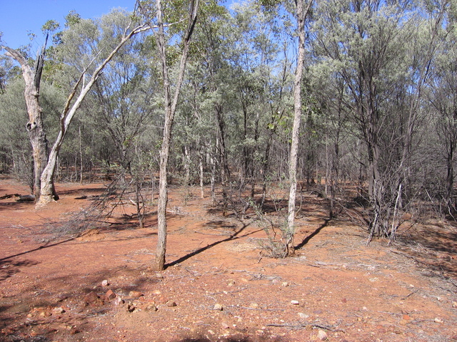 The confluence is right between the two trees in the foreground.