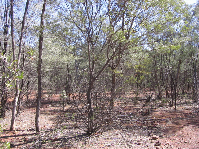 Looking west from the confluence.